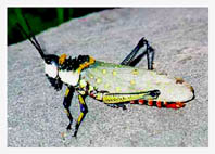 Chisor bug